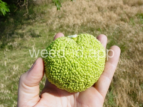 Osage-orange